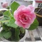 Gloxinia Plants Seeds 3 Colors Available 100 PCS Seeds