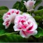 Gloxinia Plants Seeds 3 Colors Available 100 PCS Seeds