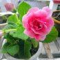 Gloxinia Bonsai Sinningia Gloxinia Flower Bonsai Home Bonsai 100 PCS Seeds