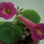 Gloxinia Bonsai Sinningia Gloxinia Flower Bonsai Home Bonsai 100 PCS Seeds