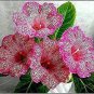 Gloxinia Bonsai Sinningia Gloxinia Flower Bonsai Home Bonsai 100 PCS Seeds