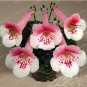 Gloxinia Bonsai Sinningia Gloxinia Flower Bonsai Home Bonsai 100 PCS Seeds
