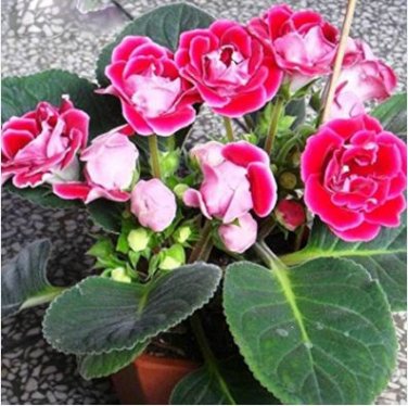 Gloxinia Seed Perennials Rose Red Flowers 100 PCS Seeds