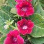 Gloxinia Seed Perennials Rose Red Flowers 100 PCS Seeds
