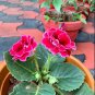 Gloxinia Seed Perennials Rose Red Flowers 100 PCS Seeds