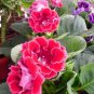 Gloxinia Seed Perennials Rose Red Flowers 100 PCS Seeds