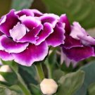 Gloxinia Seeds Mixed Purple Red Black Pink ect 8 Colors 100 PCS Seeds
