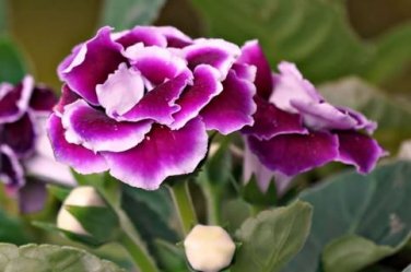 Gloxinia Seeds Mixed Purple Red Black Pink ect 8 Colors 100 PCS Seeds