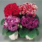 Gloxinia Seeds Mixed Purple Red Black Pink ect 8 Colors 100 PCS Seeds