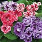 Gloxinia Seeds Mixed Purple Red Black Pink ect 8 Colors 100 PCS Seeds