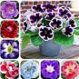 Gloxinia Seeds Mixed Purple Red Black Pink ect 8 Colors 100 PCS Seeds