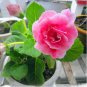 Gloxinia Seeds Perennial Bonsai Flower 100 PCS Seeds