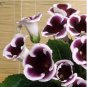 Gloxinia Seeds Sinningia Gloxinia Flower 100 PCS Seeds