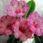 Gloxinia Seeds Sinningia Gloxinia Flower 100 PCS Seeds