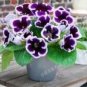 Gloxinia Seeds Sinningia Gloxinia Flower 100 PCS Seeds