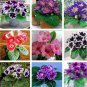 Gloxinia Seeds Sinningia Gloxinia Flower 100 PCS Seeds