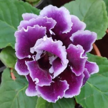 Gloxinia Sinningia Flower 100 PCS Seeds