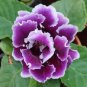 Gloxinia Sinningia Flower 100 PCS Seeds