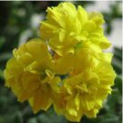 Goden Years Appleblossom Geranium Flowers 10 PCS Seeds