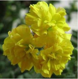 Goden Years Appleblossom Geranium Flowers 10 PCS Seeds