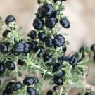 Goji Berry Black Organic Fruits Bonsai 200 PCS Seeds