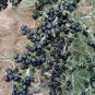 Goji Berry Black Organic Fruits Bonsai 200 PCS Seeds