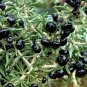 Goji Berry Black Organic Fruits Bonsai 200 PCS Seeds