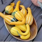 Gold 'Swan' Pumpkin Ornamental Edible Cucurbita 8 PCS Seeds Gold 'Swan' Pumpkin Ornamental Edible Cucurbita 8 PCS Seeds
