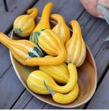 Gold 'Swan' Pumpkin Ornamental Edible Cucurbita 8 PCS Seeds