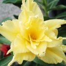 Golden Adenium Desert Rose Flower 2 PCS Seeds Golden Adenium Desert Rose Flower 2 PCS Seeds