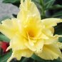 Golden Adenium Desert Rose Flower  2 PCS Seeds