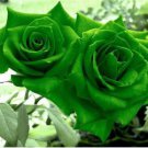 Golden Green Rose 50 PCS Seeds