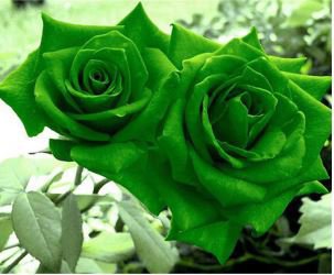 Golden Green Rose 50 PCS Seeds