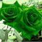 Golden Green Rose 50 PCS Seeds