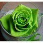 Golden Green Rose 50 PCS Seeds