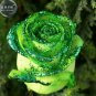 Golden Green Rose 50 PCS Seeds