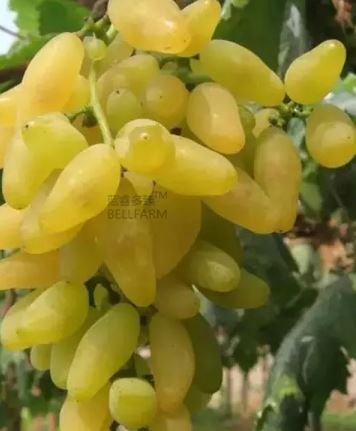 Golden Green Sweet Grape Organic 15 PCS Seeds