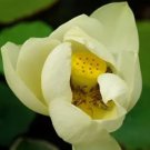 Golden Nelumbo Nucifera Lotus Flower Pond Plant 1 PCS Seeds