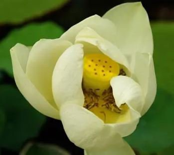 Golden Nelumbo Nucifera Lotus Flower Pond Plant 1 PCS Seeds