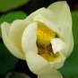Golden Nelumbo Nucifera Lotus Flower Pond Plant 1 PCS Seeds