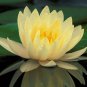 Golden Nelumbo Nucifera Lotus Flower Pond Plant 1 PCS Seeds