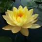 Golden Nelumbo Nucifera Lotus Flower Pond Plant 1 PCS Seeds