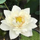 Golden Nelumbo Nucifera Lotus Flowers Pond Plants Bonsai 1 PCS Seeds Golden Nelumbo Nucifera Lotus Flowers Pond Plants Bonsai 1 PCS Seeds