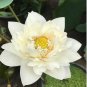 Golden Nelumbo Nucifera Lotus Flowers Pond Plants Bonsai 1 PCS Seeds