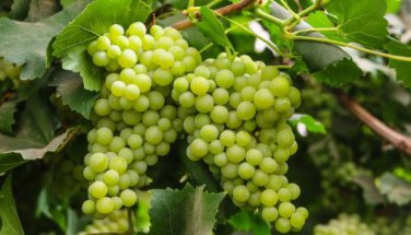 Golden Green Sweet Grape Organic 100 PCS Seeds