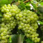 Golden Green Sweet Grape Organic 100 PCS Seeds