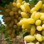 Golden Green Sweet Grape Organic 100 PCS Seeds