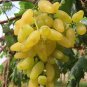 Golden Green Sweet Grape Organic 100 PCS Seeds
