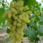 Golden Green Sweet Grape Organic 100 PCS Seeds