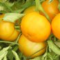 Golden Tomato with Green Stripe F2 Tomato 300 PCS Seeds